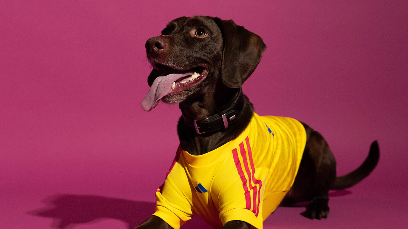 adidas camisas pet colômbia